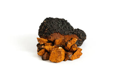 Chaga Mushroom Powder – The Immunity-Boosting Mushroom You Need